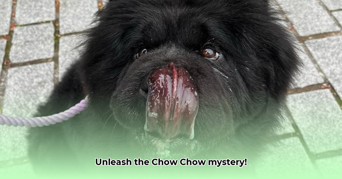 chow-chow-karakter
